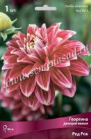 Георгина декоративная Ред Рок (I) 1 шт