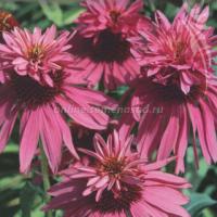 Эхинацея пурпурная Даблдекер (I) 