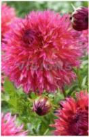 Георгина бахромчатая Мертлз Фолли (I) 1 шт