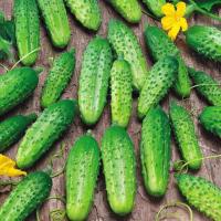 Огурец Гектор F1 20*15шт