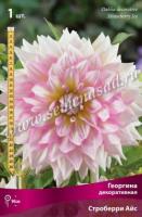 Георгина декоративная Cтроберри Айс (I) 1 шт 