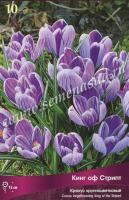 Крокус Крупноцветковый Кинг ов Страйпт (7/8) 10шт.