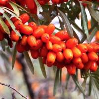 Облепиха Джемовая