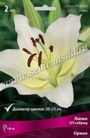 Лилия ОТ-Гибрид Ормея (14/16) 2шт