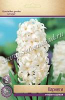 Гиацинт Садовый Карнеги  (14/15) 3шт