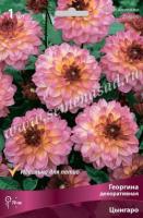 Георгина декоративная Цынгаро (I) 1 шт