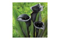 Калла Мемориз 14/16