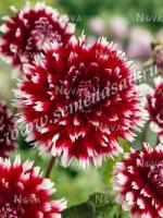 Георгина декоративная Дабл Же (I) 1 шт 777746