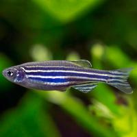 Данио в ассортименте 1-2см