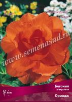 Бегония Махровая Ориндж