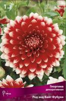 Георгина декоративная Ред энд Вайт Фубуки (I) 1 шт
