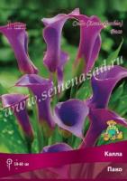 Калла Пако (14/16) 1шт 