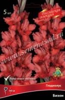 Гладиолус Крупноцветковый Российская селекция Бизон (12/+) 5 шт 