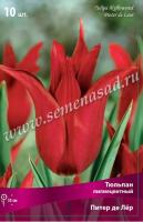 Тюльпан Лилиецветный Питер де Лёр (11/12) 10 шт