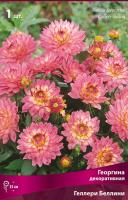 Георгина декоративная Гэллери Беллини (I) 1 шт 