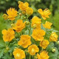 Купальница культурная Голден Квин (I)