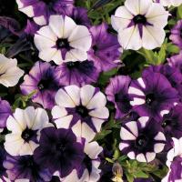 Гавриш Петуния Шок Вейв парпл тай дай F1(Минитуния) суперкаскадная 4 шт