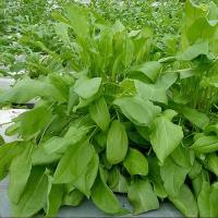 Щавель Бельвильский 5г