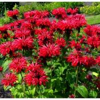 Монарда гибридная Гадэнвью Скарлет (I) 