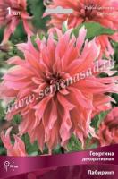 Георгина декоративная Лабиринт (I) 1 шт