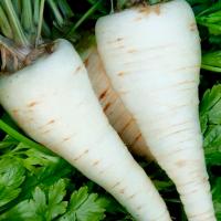 Петрушка корневая Сахарная  500г