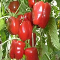 Сем Алт Перец сладкий Калифорнийское Чудо красное 0,1г ч/б