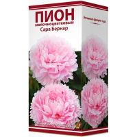 Пион Сара Бернар