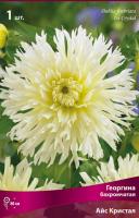 Георгина бахромчатая Айс Кристал (I) 1 шт