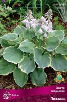 Хоста гибридная Пиззазз (I) 1 шт