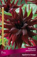 Георгина декоративная Бригитта Алида