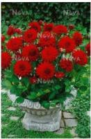 Георгина полукактусовая Ред Пигми (I) 1 шт 