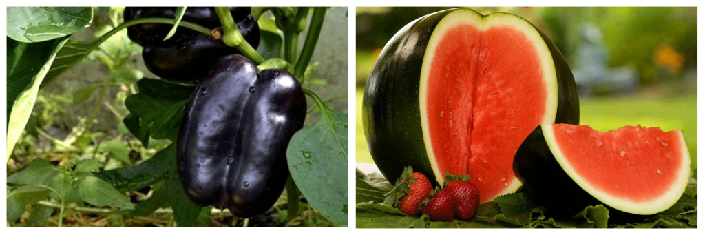 семен поиск.png перец-и-арбуз.png