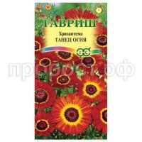 хризантема танец