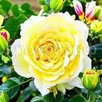 Без названия (1)