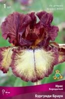 Ирис бородатый Бургунди Браун_бордо