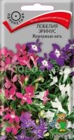 Лобелия эринус Жемчужная нить Лобелия эринус Жемчужная нить