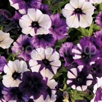 shock-wave-tie-dye-purple-1280x1280 shock-wave-tie-dye-purple-1280x1280