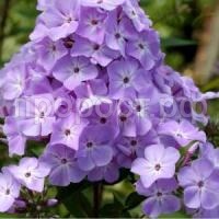 флокс мирослав