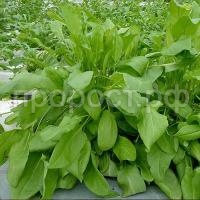 shchavel-belvilskiy shchavel-belvilskiy