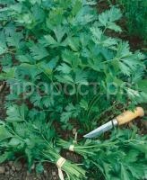 petrushka-universalnaya-bogatyr-bolshoy-paket_221631619421 petrushka-universalnaya-bogatyr-bolshoy-paket_221631619421