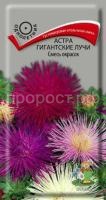 Астра Гигантские лучи Смесь окрасок Астра Гигантские лучи Смесь окрасок