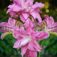 восточная махровая лотус уандер восточная махровая лотус уандер