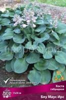 Хоста гибридная Блу Маус Ирс_ре Хоста гибридная Блу Маус Ирс_ре