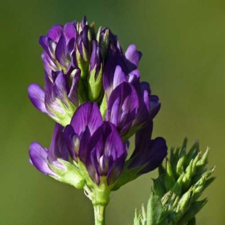 Семена люцерны 1 кг