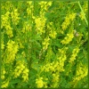 Семена донника желтого 0,5 кг
